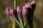 Bristleleaf chaffhead